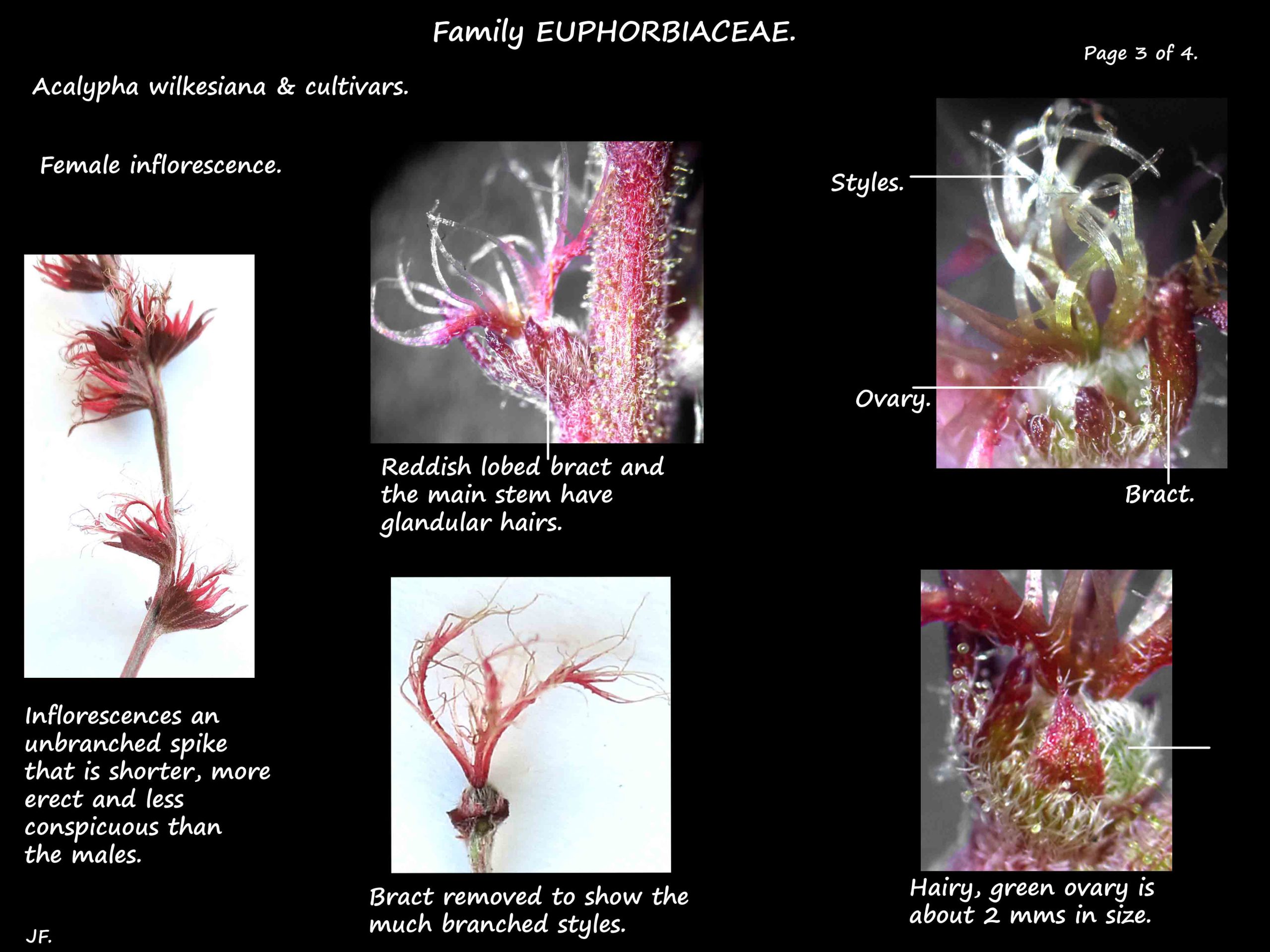 3 A female Acalypha flower